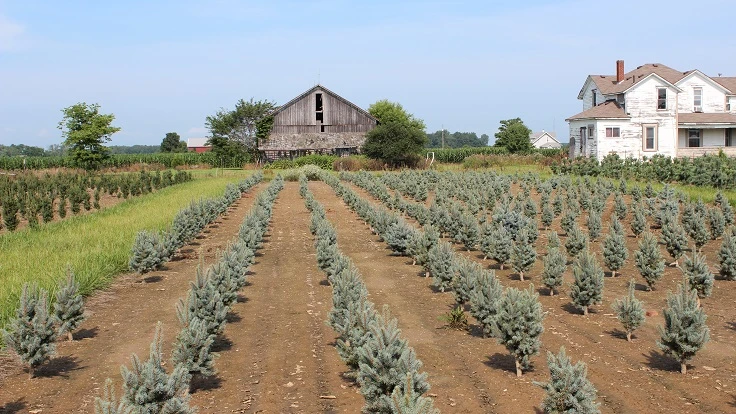 Green trees growing in rows in a field of brown soil, with a brown barn, white farmhouse and blue sky visible in the background.