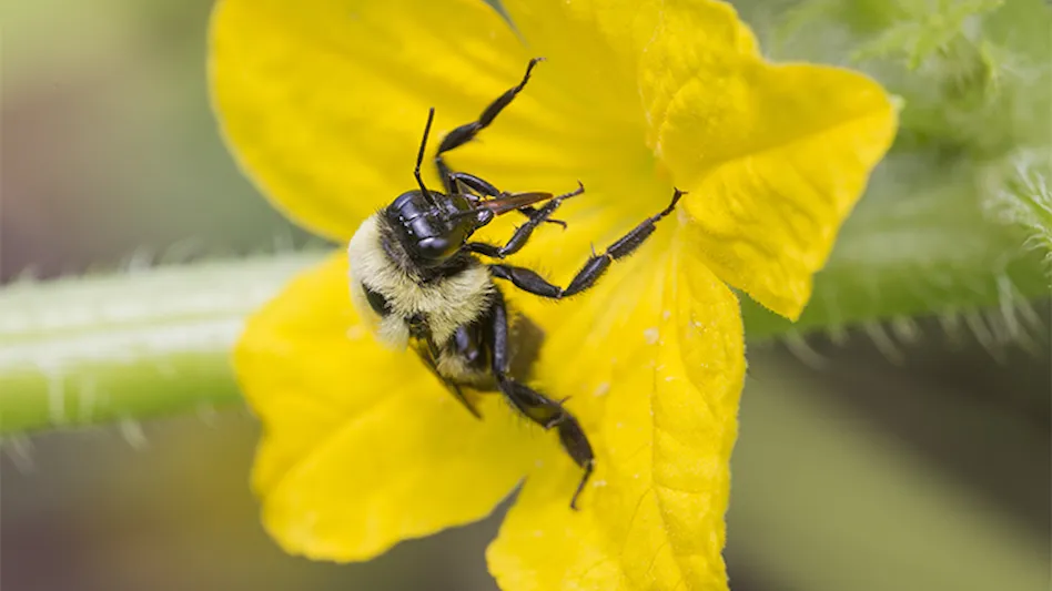 All about Pollination - Bumblebees and Flies for Horticulture and  Agriculture