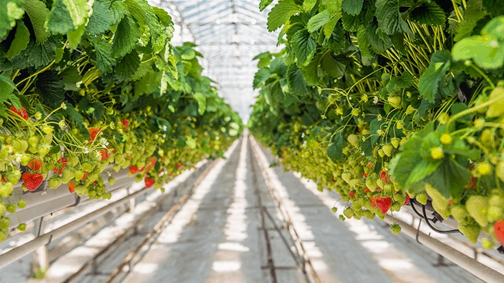 Strawberries being grown in a greenhouse