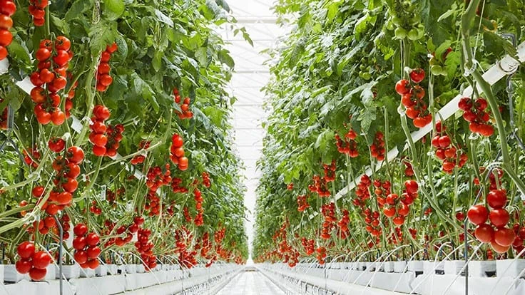 Tomatoes growing inside a Mastronardi Produce facility