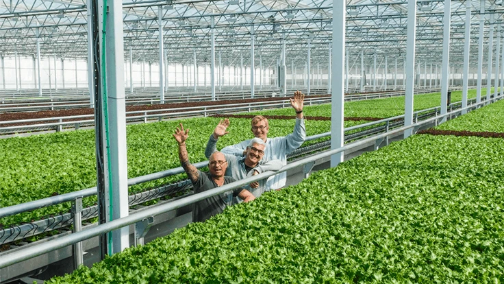 CEA Paul Sellew (back) and two others in a Little Leaf Farms greenhouse