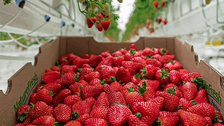 Berries growing in a Nature Fresh Farms greenhouse