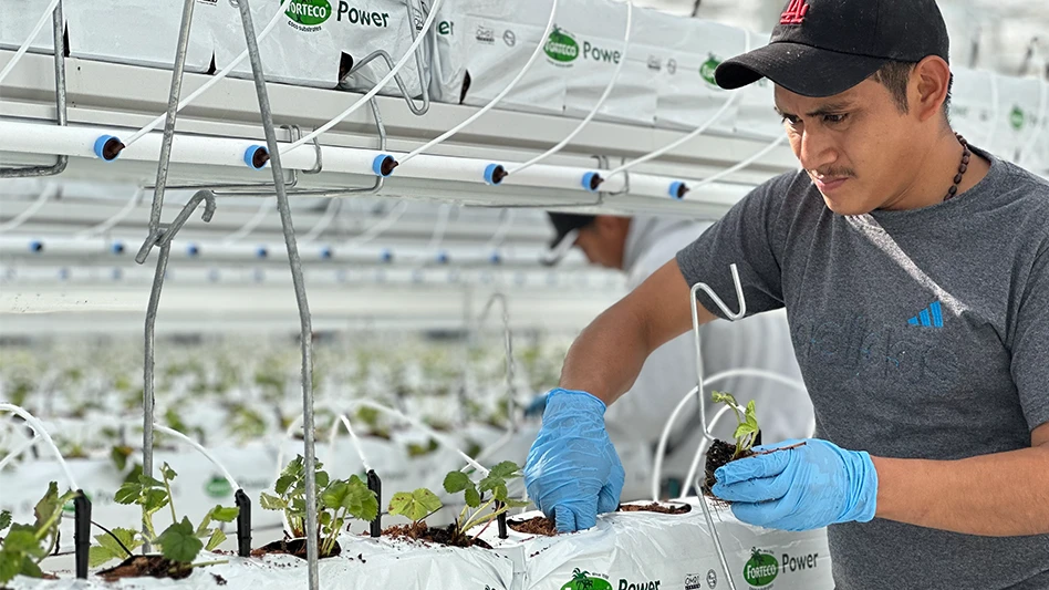 Organic strawberries being planted in a Nature Fresh greenhouse