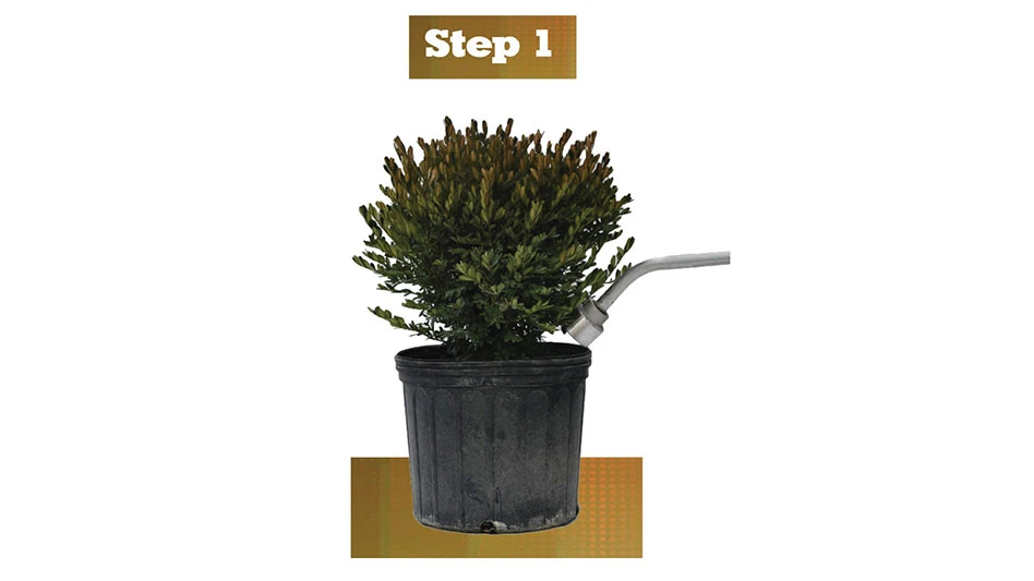 A plant with dark green leaves in a black pot. There's a brown bar underneath and above, with the one above reading Step 1 in white letters. There's also a silver hose attachment in the plant.