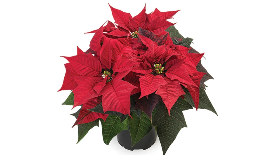 A potted red poinsettia with green leaves.