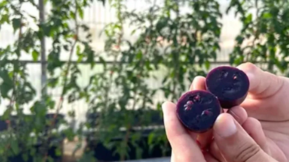 A hand holds a cherry tomato cut in half that is purple. Leaves in a greenhouse are visible in the background.