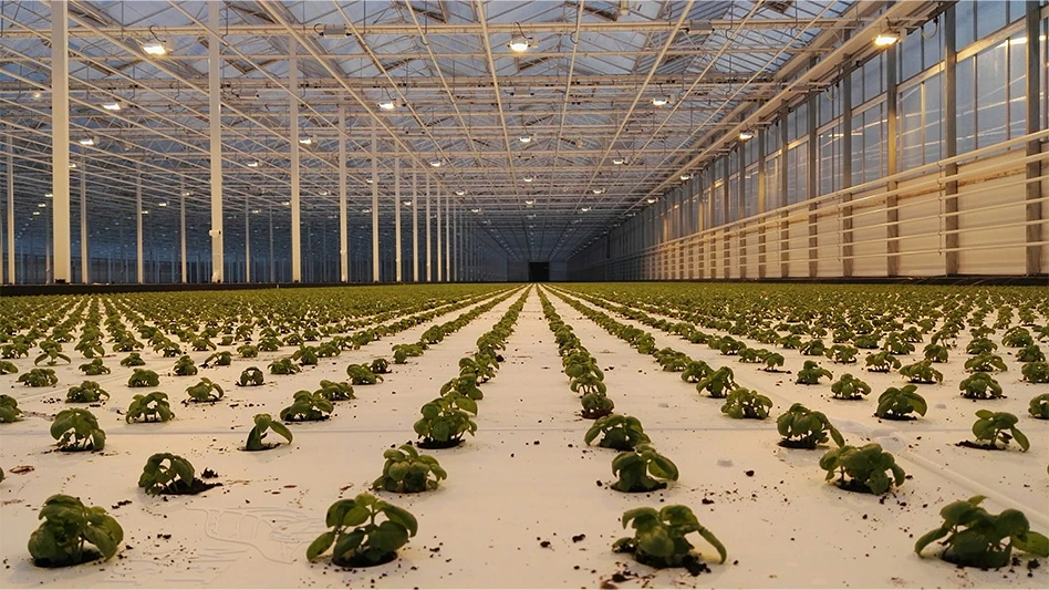 Hundreds of green seedlings grow in rows in a greenhouse.