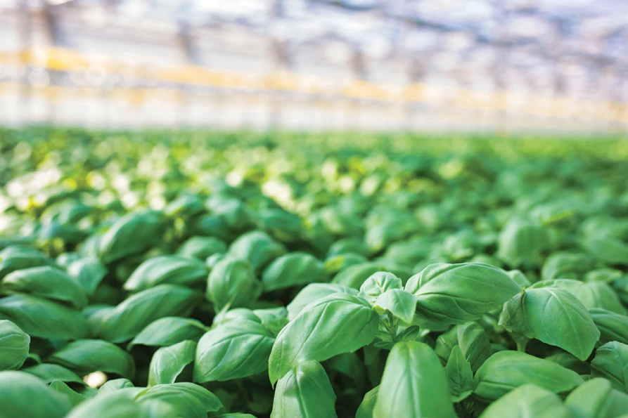 Leafy green seedlings grow in a greenhouse.