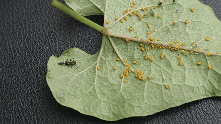 leaf with biocontrol agents