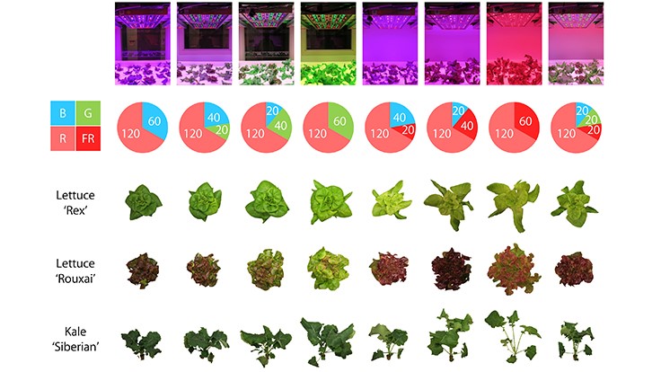 Green far red LED lighting Produce Grower