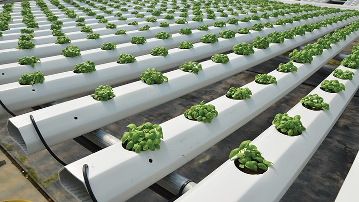 Lighting basil seedlings Produce Grower