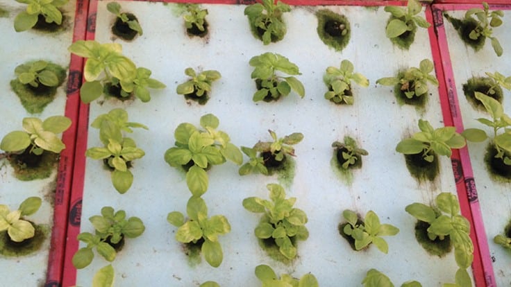 Pythium root rot on hydroponically grown basil and spinach